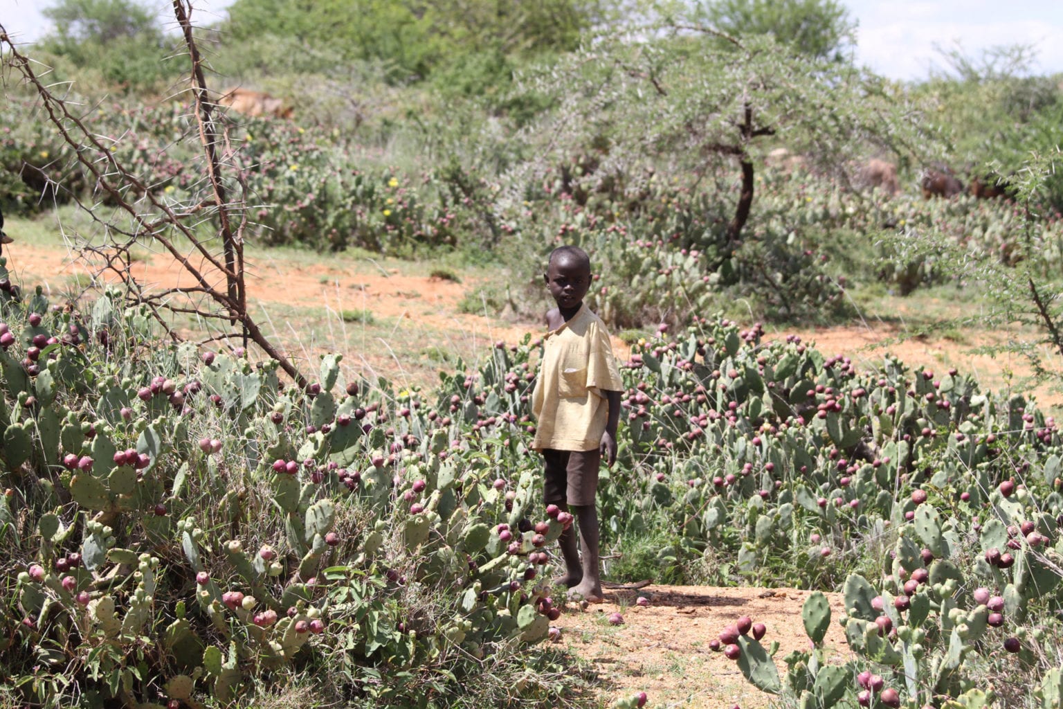 Field of invasive Opuntia cacti