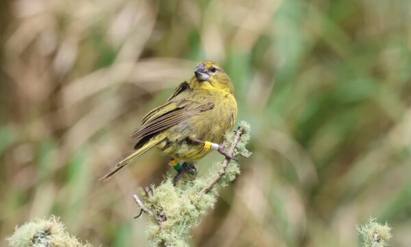 Wilkins' Bunting (c) Peter Ryan