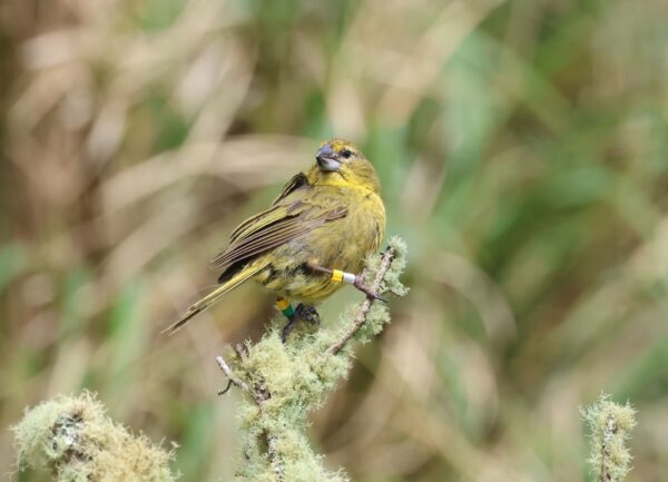 Tiny wasp helps protect island bird species threatened with extinction ...