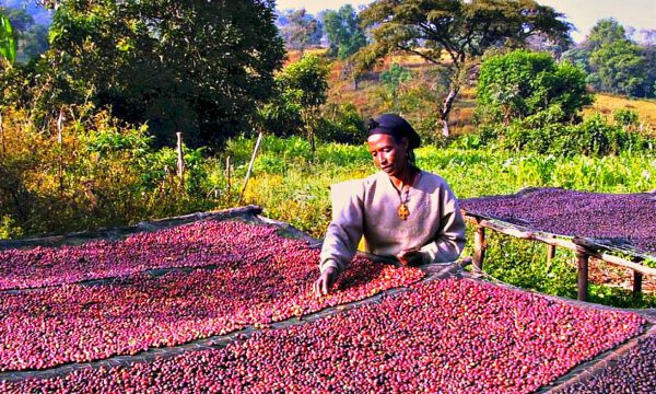 Women and coffee in Ethiopia