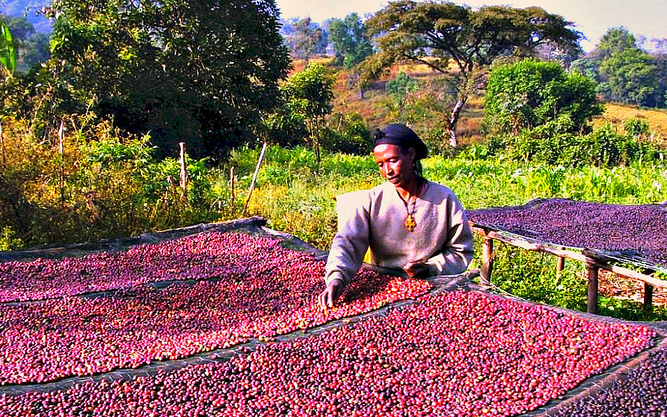 Women and coffee in Ethiopia