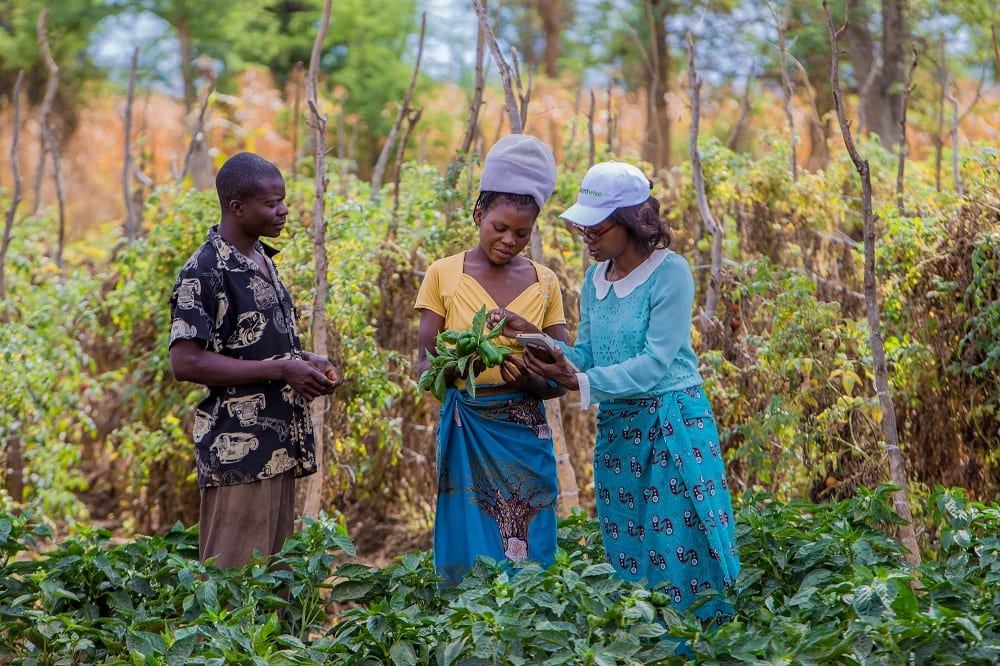 Zambia farmers