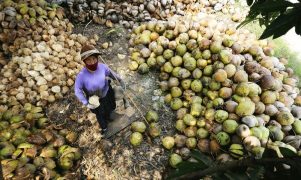 a-woman-collecting-coconuts20210924111700