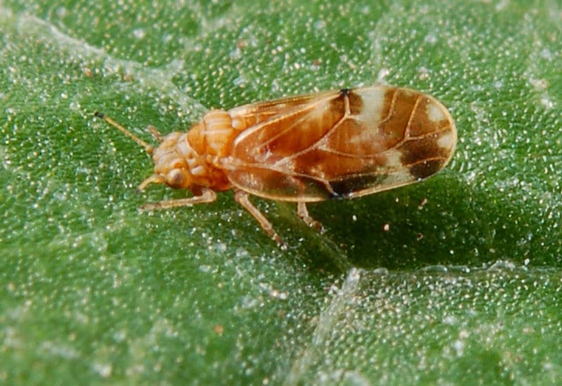 Psyllid used to counter Japanese Knotweed