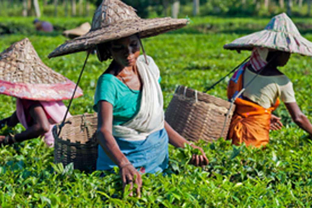 Women picking tea with hats