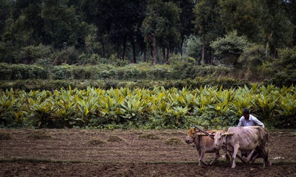 agriculture-7177221_1280