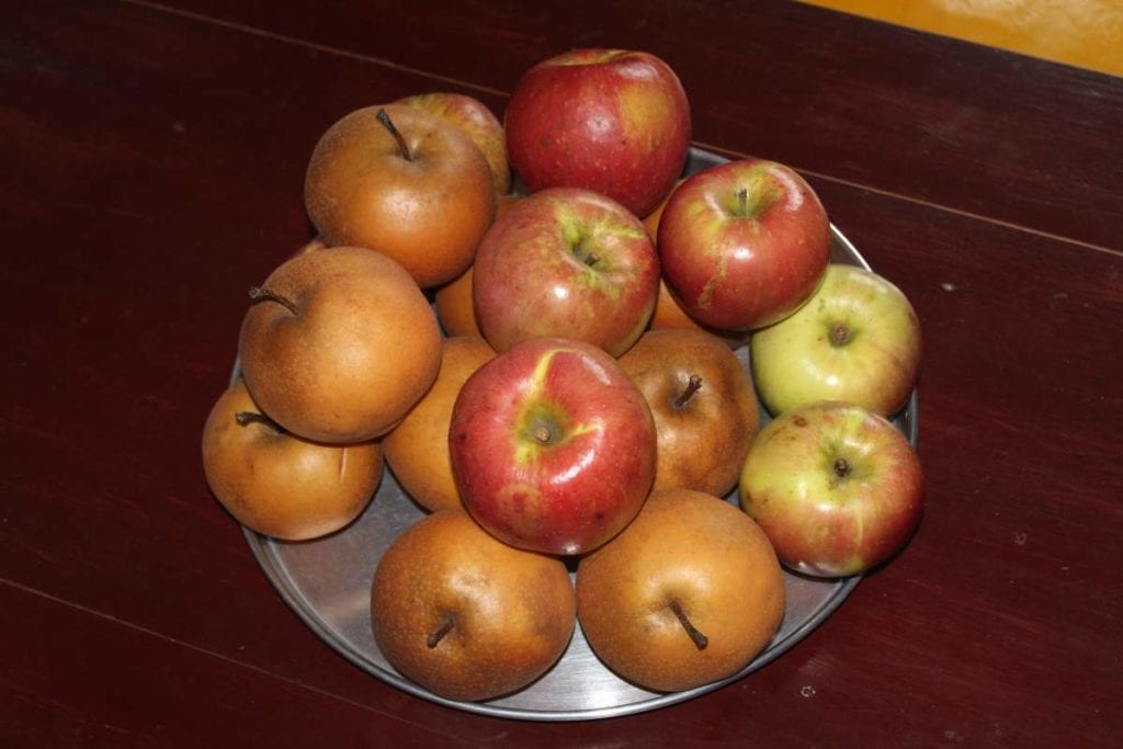 Harvested apples in DPR Korea