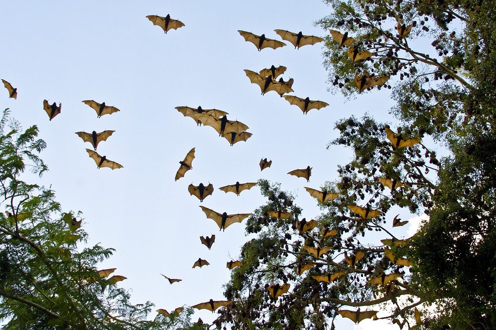 bats-3495777_1280