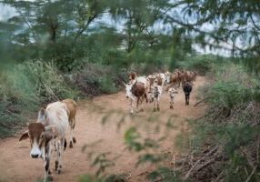 Cattle in Kenya, Baringo district. © Sven Torfinn, PANOS for CABI.