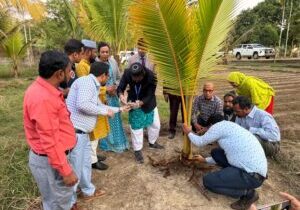 Coconut in Bangladesh