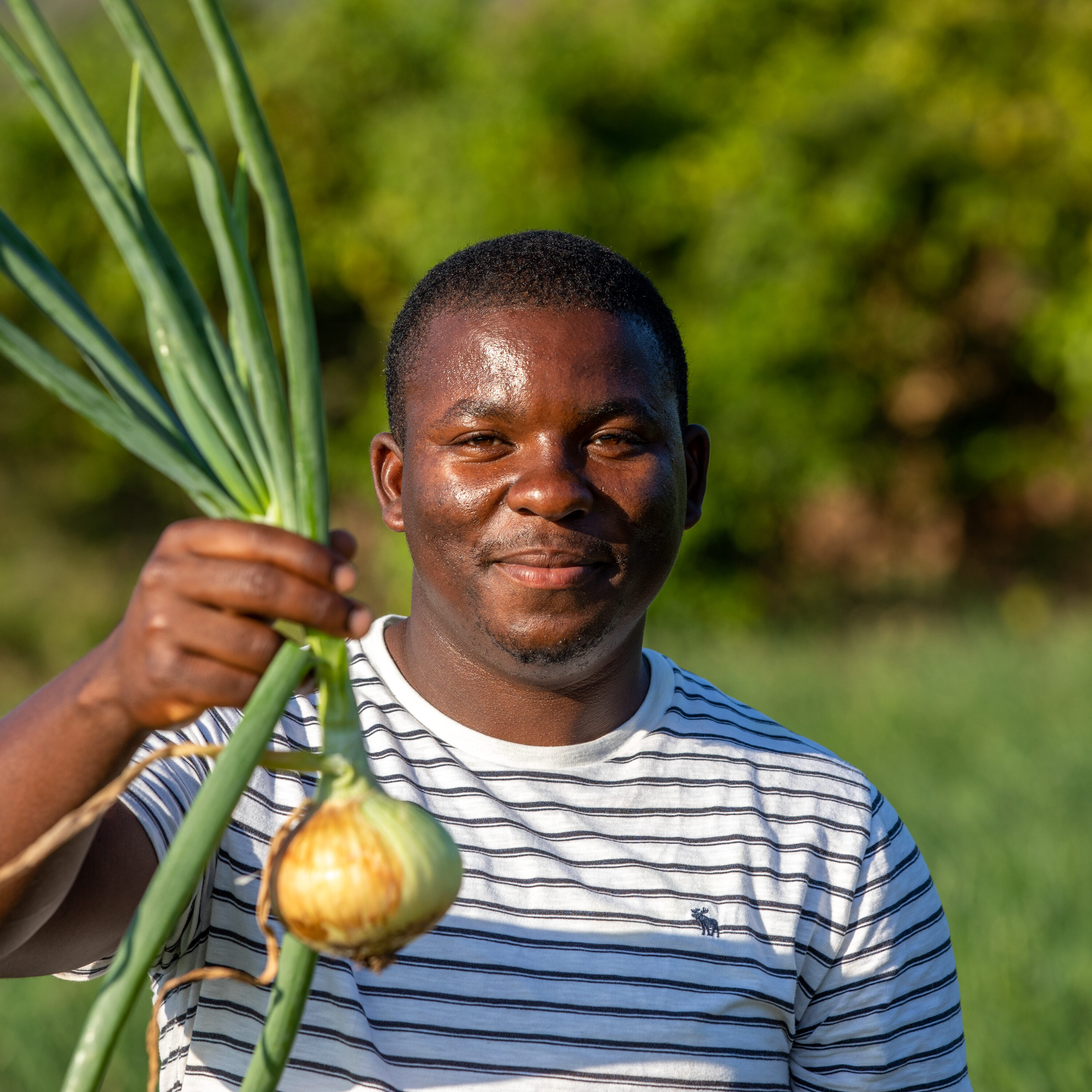 Onion farmers work their crops in Jamaica. Onion farmers work their crops in Jamaica.