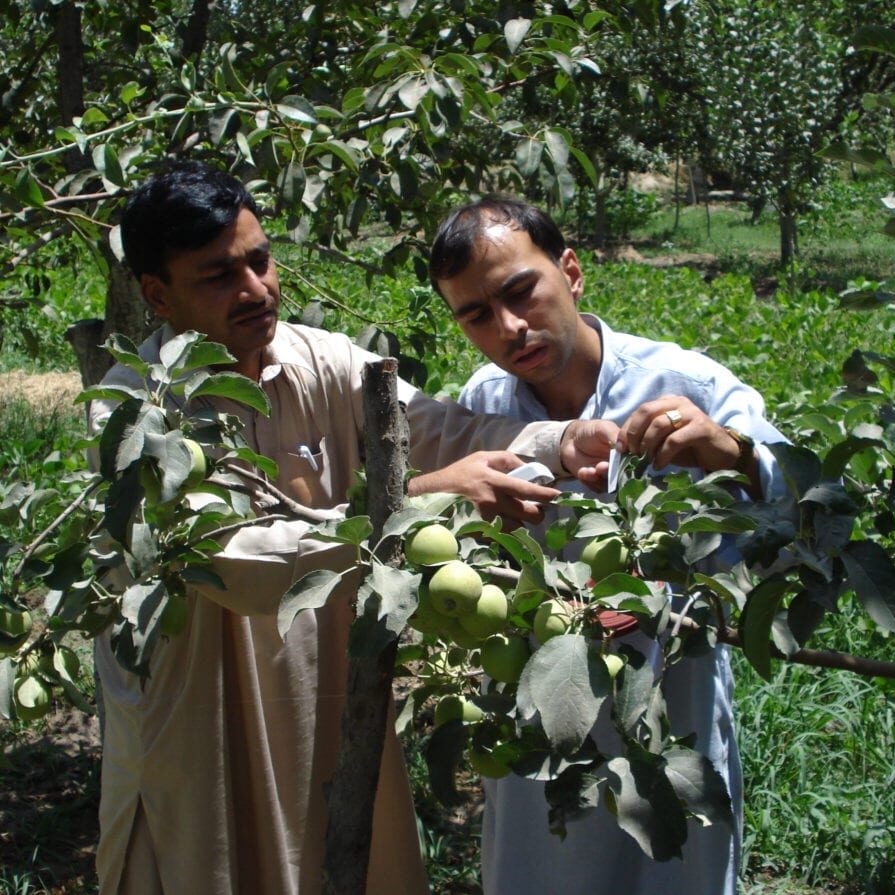 Farmer with plant doctor advising on apple crop