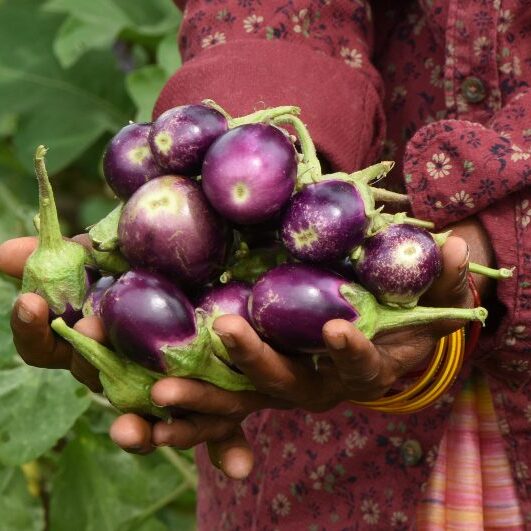 A Plant Doctor in her farm cultivating paddy, okra and brinjal