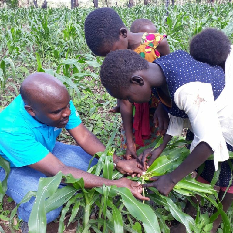 Teaching children how to spot Fall armyworm