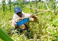 Digital ambassadors like Anthony Ssenyonga are helping smallholder farmers optimize their yields using various digital tools.