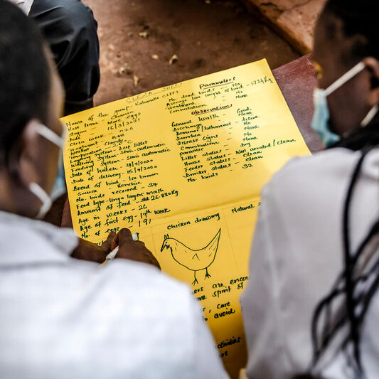 16 March 2021, Gatundu, Kiambu County, Kenya - Members of Kahuruko Farmer Field School prepare boards with information about AMR and chicken farming as an activity for the Farmer Field School at a farm in Kahuruko near Gatundu, Kiambu County, Kenya on March 16, 2020.
Antimicrobial resistance is the ability of a microorganism to survive and grow in the presence of antimicrobial drugs that were killing or destroying it before. AMR develops naturally, but slowly, and can be accelerated by overuse or misuse of antimicrobial drugs. The emergence and spread of antimicrobial resistance (AMR) in several microorganisms is complicating the management of many infectious diseases. AMR is a major threat to human development and the fight against infectious diseases. It endangers animal health and welfare, as well as food production. AMR also adversely affects the functioning of human, animal and plant health systems and economies.
Interventions were set up by FAO and GoK in Gatundu North to target timely vaccinations, hygiene and proper feeding of the birds to prevent disease, reducing the use of drugs to stop AMR. The interventions were based on Farmer Field School (FFS) approach, where farmers (3 farmer groups) have been meeting at the demo farms (3 farms) on a weekly basis since September 15th 2020. In each of the FFS trainings, two facilitators (previously trained on how to run FFS) are engaged to guide the discussions. 
Photo credit must be given: &amp;copy;FAO/Luis Tato
