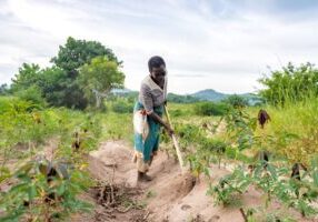 Farmer tending her healthy cassava plants.