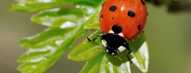 ladybird