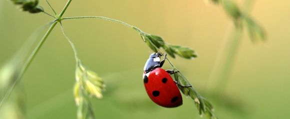 ladybird