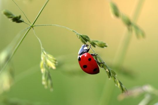 ladybird