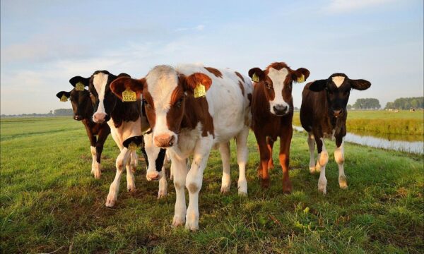 cows