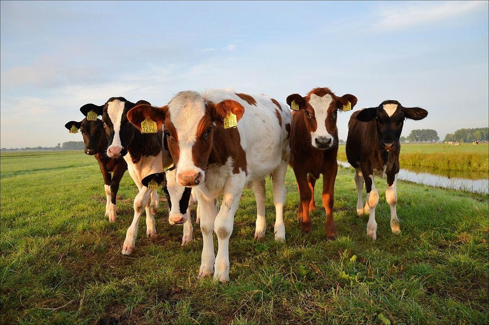 cows