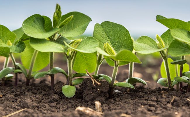 Plant Health Cases- seedlings