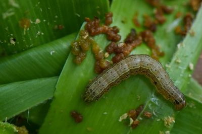 Fall armyworm on a leaf