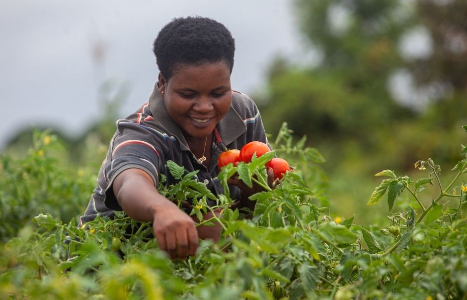 Female farmer picking tomatoes