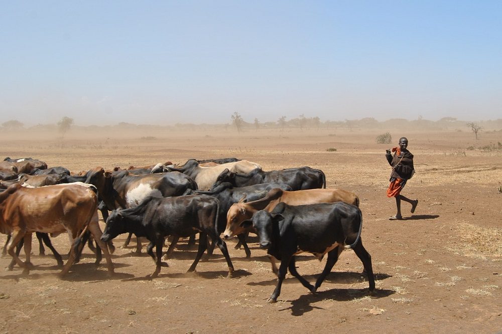 cattle-gff753512e_1280