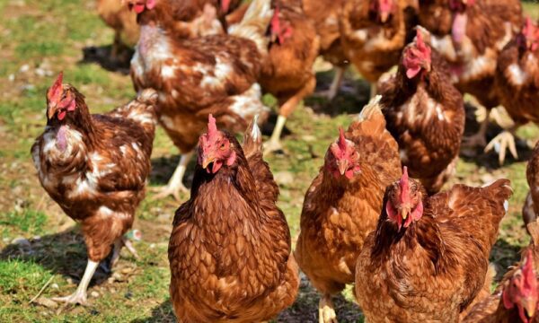 chicken-4155959_1280