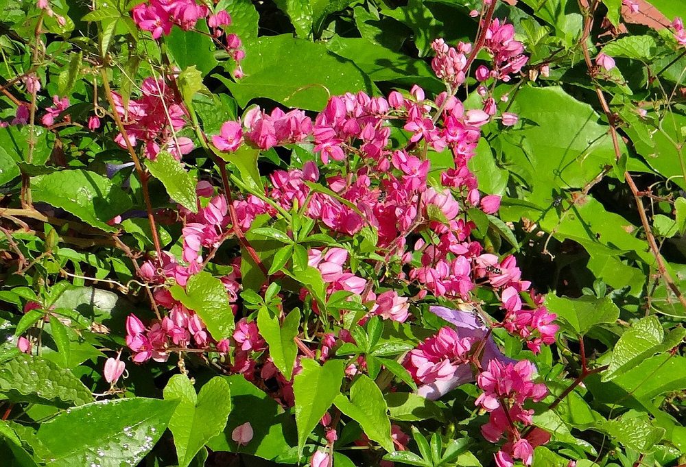 coral-vine-g3a1d83e29_1280