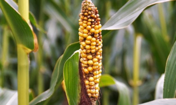 Corn in a cornfield