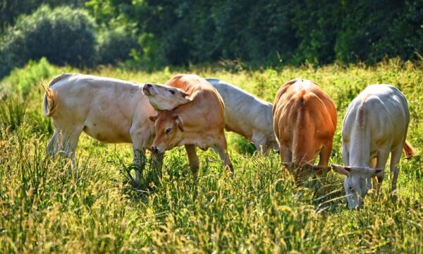 cow-3463328_1280