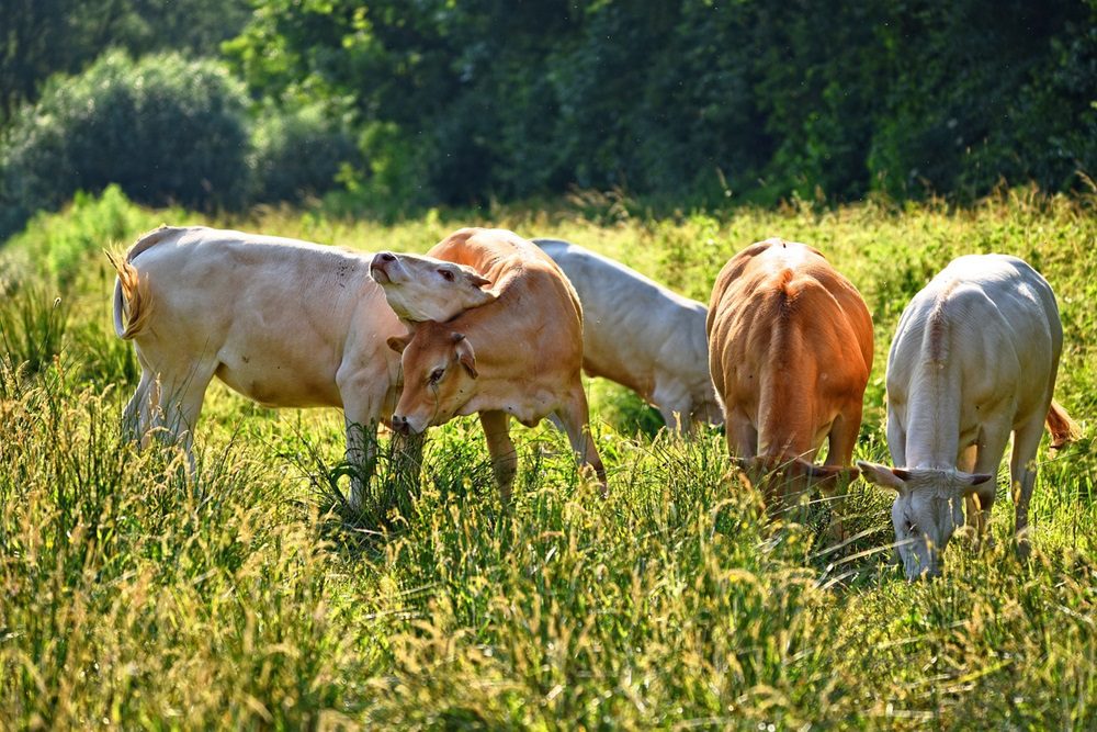 cow-3463328_1280