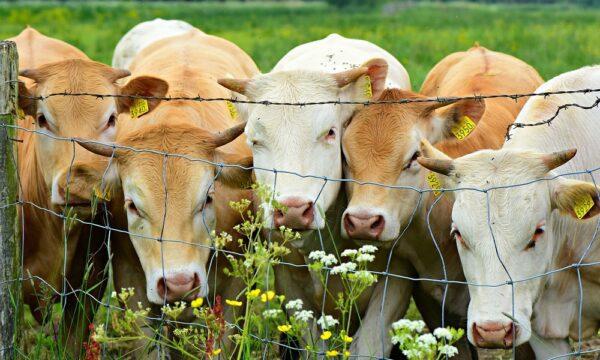 cow-4213076_1280