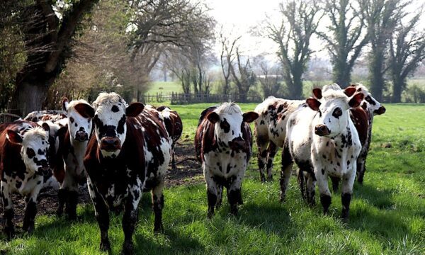 cows-7104262_1280