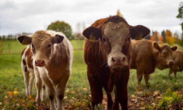 cows-gaeec68647_1280