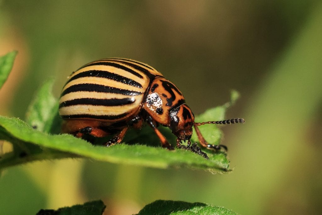 crop-pest-diagnosis