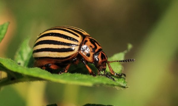 crop-pest-diagnosis