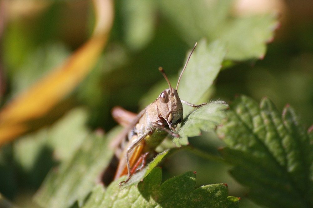 Desert locust