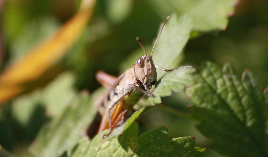 Locusts
