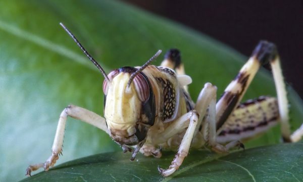 desert-locust-Pixabay473