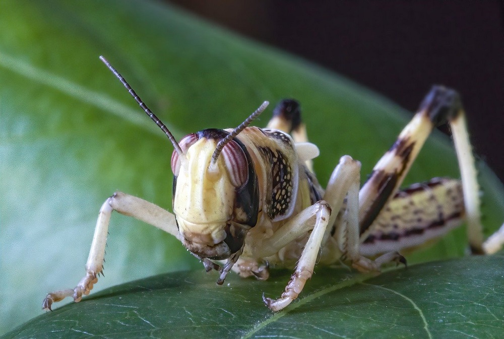 desert-locust-Pixabay473