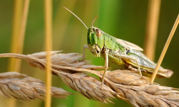 Desert locust