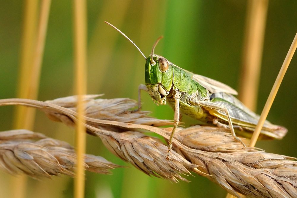 Desert locust