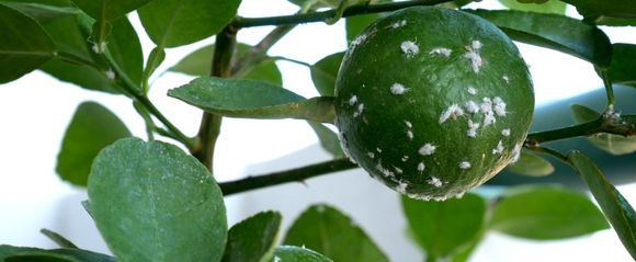 Mealybugs