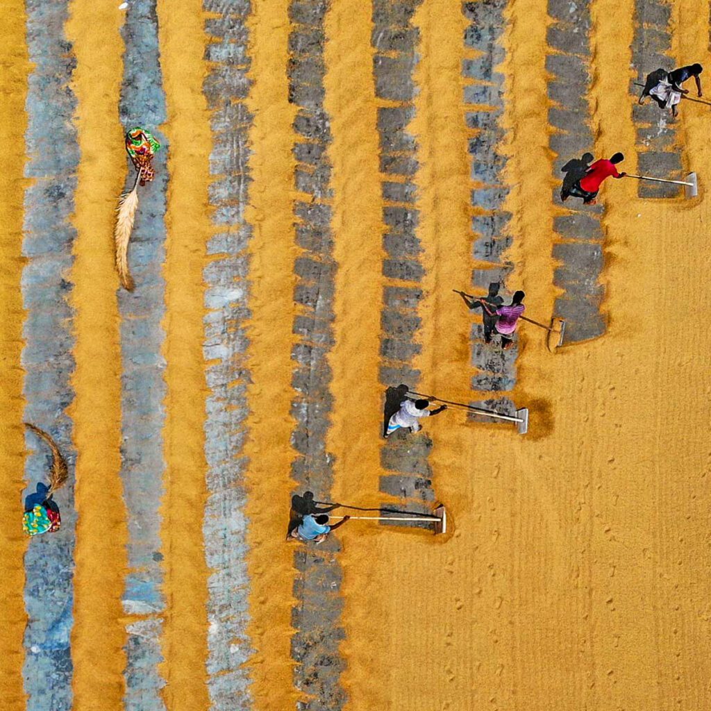 Farmers raking a golden field creating vertical stripes