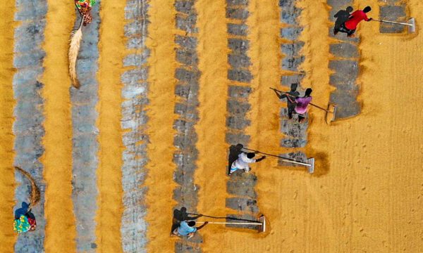 Farmers raking a golden field creating vertical stripes