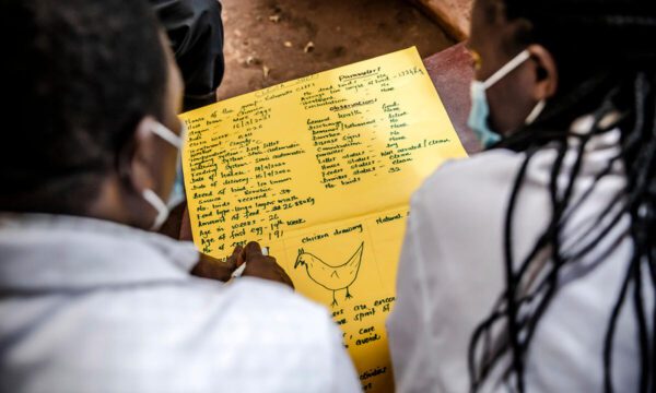 16 March 2021, Gatundu, Kiambu County, Kenya - Members of Kahuruko Farmer Field School prepare boards with information about AMR and chicken farming as an activity for the Farmer Field School at a farm in Kahuruko near Gatundu, Kiambu County, Kenya on March 16, 2020.
Antimicrobial resistance is the ability of a microorganism to survive and grow in the presence of antimicrobial drugs that were killing or destroying it before. AMR develops naturally, but slowly, and can be accelerated by overuse or misuse of antimicrobial drugs. The emergence and spread of antimicrobial resistance (AMR) in several microorganisms is complicating the management of many infectious diseases. AMR is a major threat to human development and the fight against infectious diseases. It endangers animal health and welfare, as well as food production. AMR also adversely affects the functioning of human, animal and plant health systems and economies.
Interventions were set up by FAO and GoK in Gatundu North to target timely vaccinations, hygiene and proper feeding of the birds to prevent disease, reducing the use of drugs to stop AMR. The interventions were based on Farmer Field School (FFS) approach, where farmers (3 farmer groups) have been meeting at the demo farms (3 farms) on a weekly basis since September 15th 2020. In each of the FFS trainings, two facilitators (previously trained on how to run FFS) are engaged to guide the discussions. 
Photo credit must be given: &amp;copy;FAO/Luis Tato